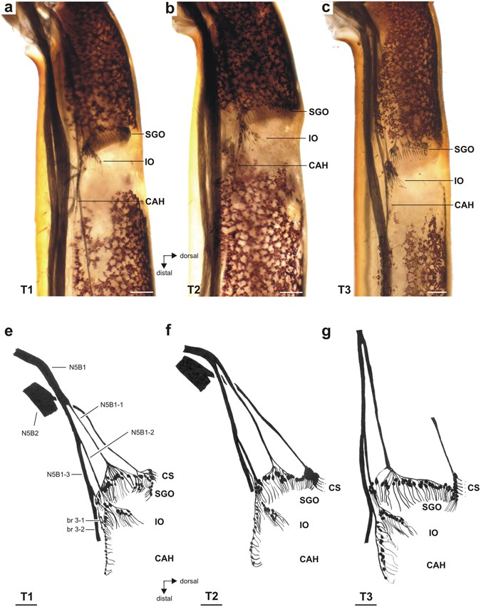 3 Simplified illustration of hemolymph channels in the tibia of a