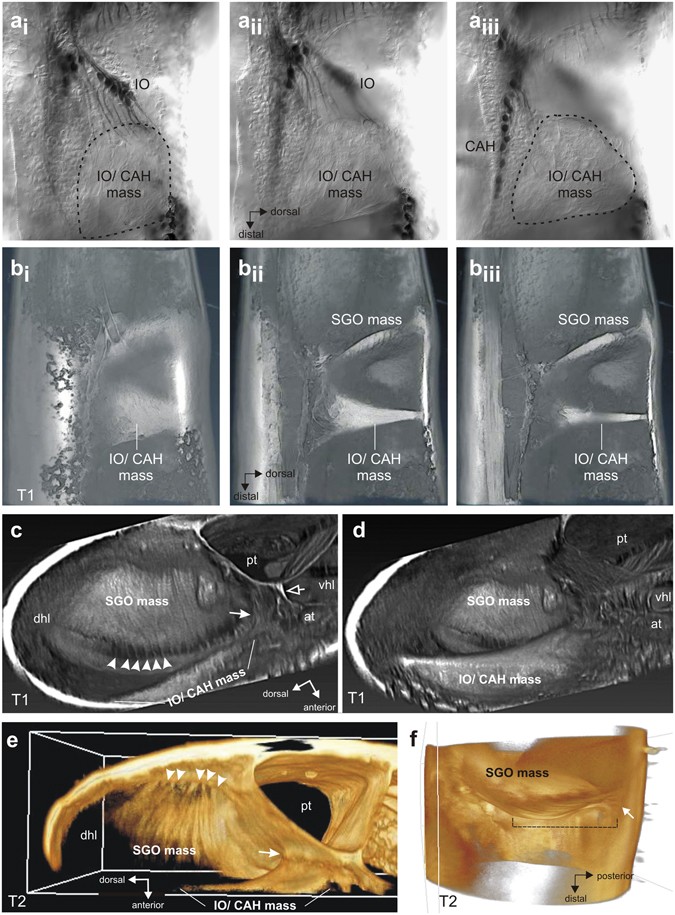 3 Simplified illustration of hemolymph channels in the tibia of a