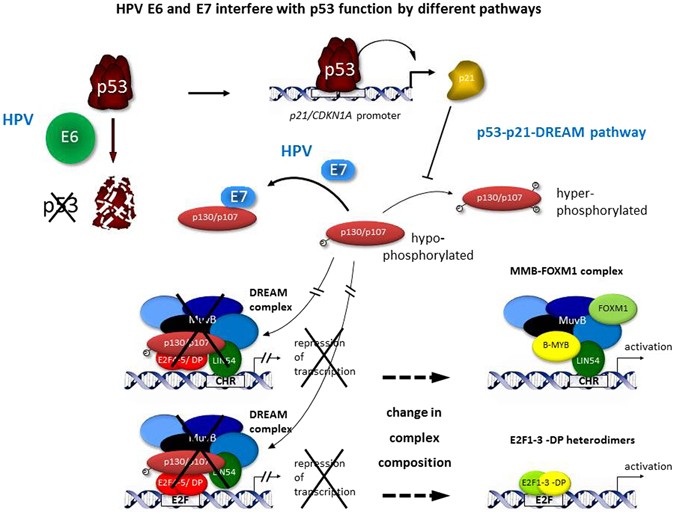 human papillomavirus oncoproteins pathways to transformation