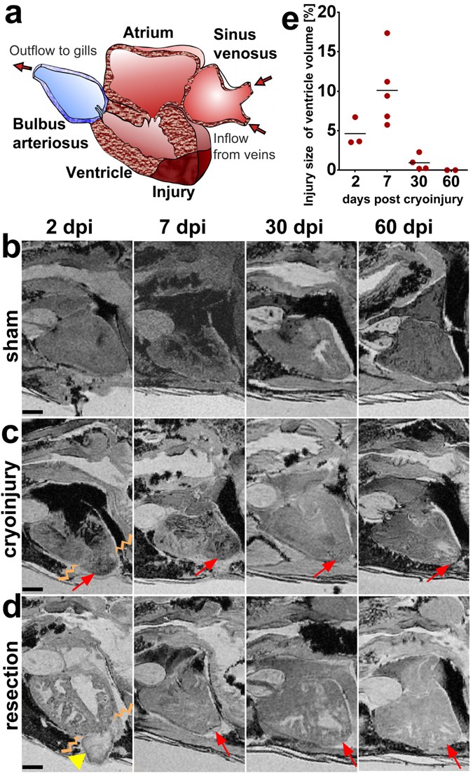 High Resolution Magnetic Resonance Imaging Of The Regenerating Adult Zebrafish Heart Scientific Reports