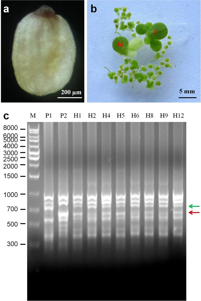 figure 9