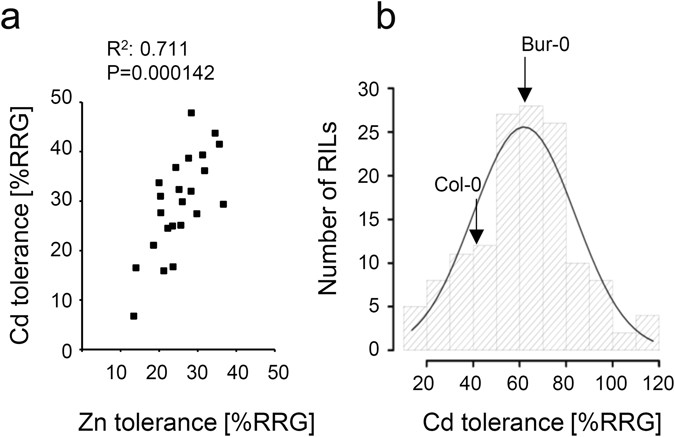 Natural Variation In Arabidopsis Thaliana Cd Responses And The Detection Of Quantitative Trait Loci Affecting Cd Tolerance Scientific Reports