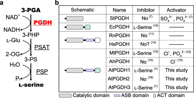 Biosynthesis of Glycine 41598_2017_3807_Fig1_HTML