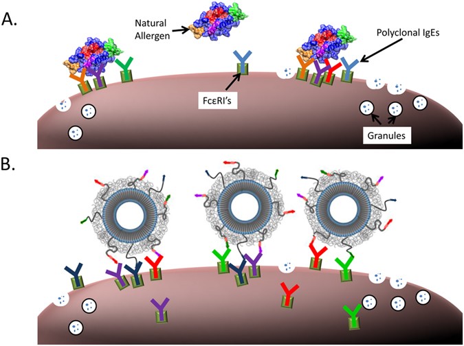 Determination of Crucial Immunogenic Epitopes in Major Peanut Allergy  Protein, Ara h2, via Novel Nanoallergen Platform | Scientific Reports