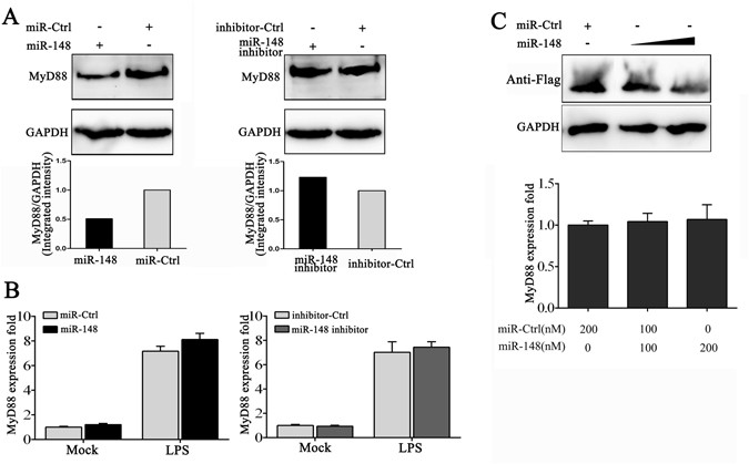 MicroRNA-148 as a negative regulator of the common TLR adaptor mediates  inflammatory response in teleost fish | Scientific Reports