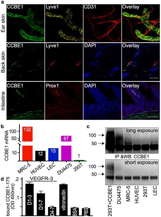 Efficient activation of the lymphangiogenic growth factor VEGF-C requires  the C-terminal domain of VEGF-C and the N-terminal domain of CCBE1 |  Scientific Reports