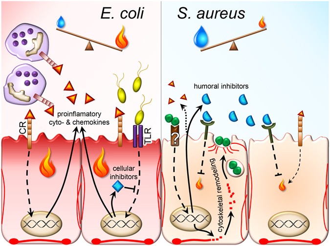 Differentiating Staphylococcus Aureus From Escherichia Coli Mastitis S Aureus Triggers Unbalanced Immune Dampening And Host Cell Invasion Immediately After Udder Infection Scientific Reports