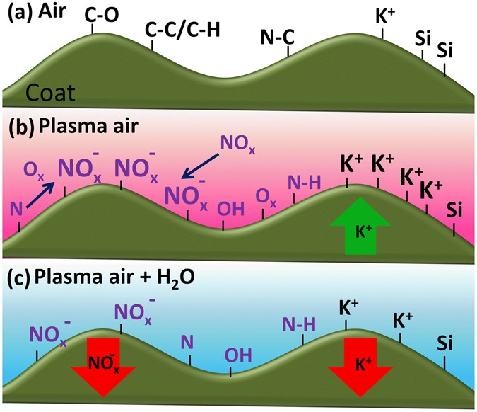 Surface Chemistry And Germination Improvement Of Quinoa Seeds Subjected To Plasma Activation Scientific Reports Surface Chemistry And Germination Improvement Of Quinoa Seeds Subjected To Plasma Activation Scientific Reports