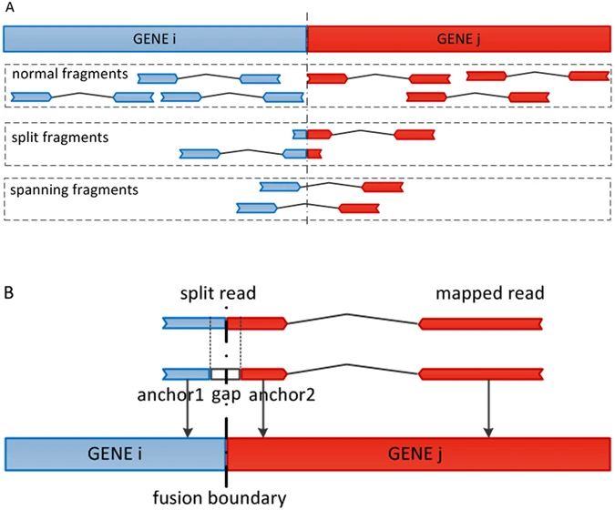 Image source GFusion: an Effective Algorithm to Identify Fusion Genes from Cancer RNA-Seq Data, 2017