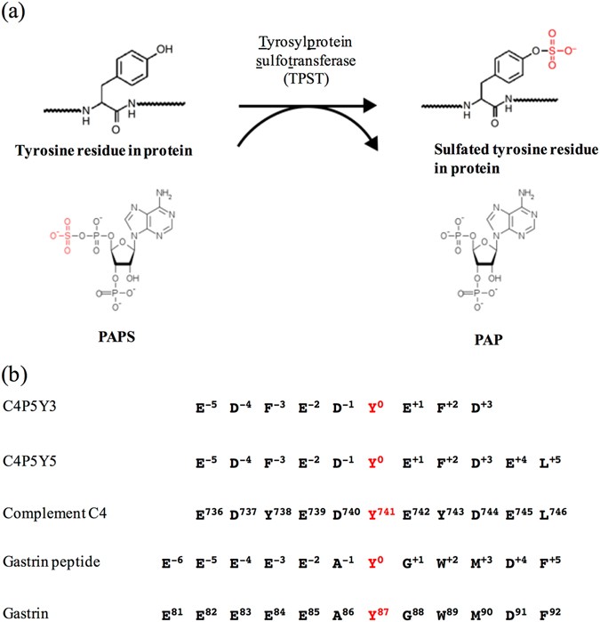 Structural Basis For The Broad Substrate Specificity Of The Human Tyrosylprotein Sulfotransferase 1 Scientific Reports