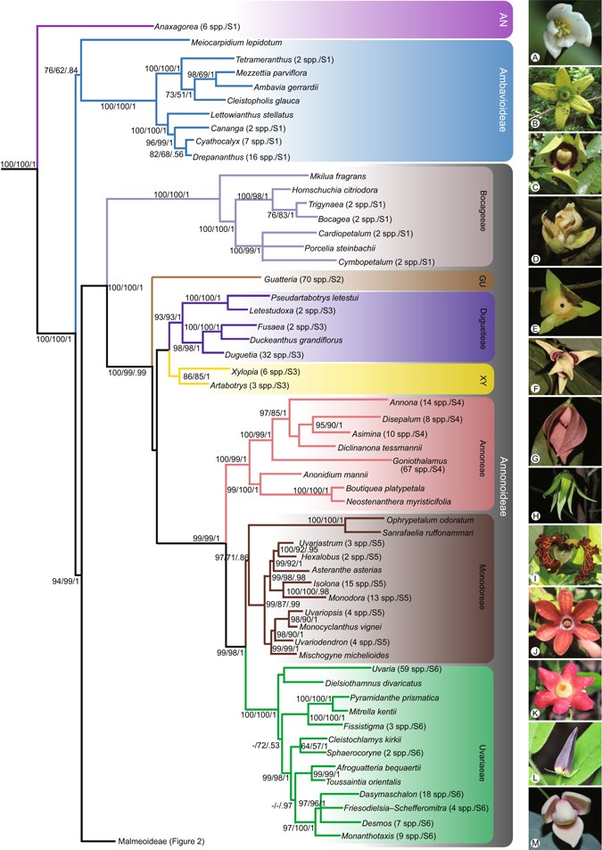 A Mega Phylogeny Of The Annonaceae Taxonomic Placement Of Five Enigmatic Genera And Support For A New Tribe Phoenicantheae Scientific Reports