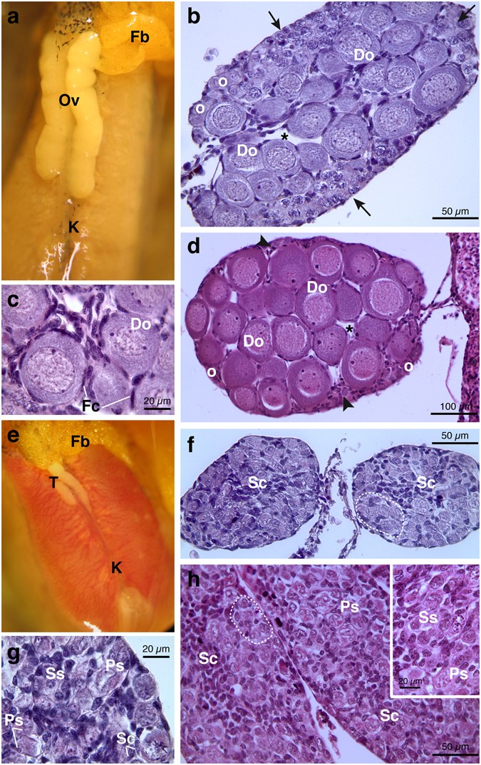 Chronic Exposures To Fungicide Pyrimethanil Multi Organ Effects On Italian Tree Frog Hyla Intermedia Scientific Reports