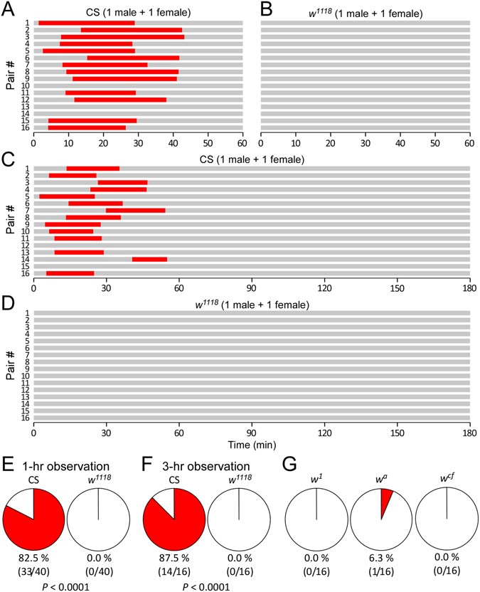 The White Gene Controls Copulation Success In Drosophila Melanogaster Scientific Reports