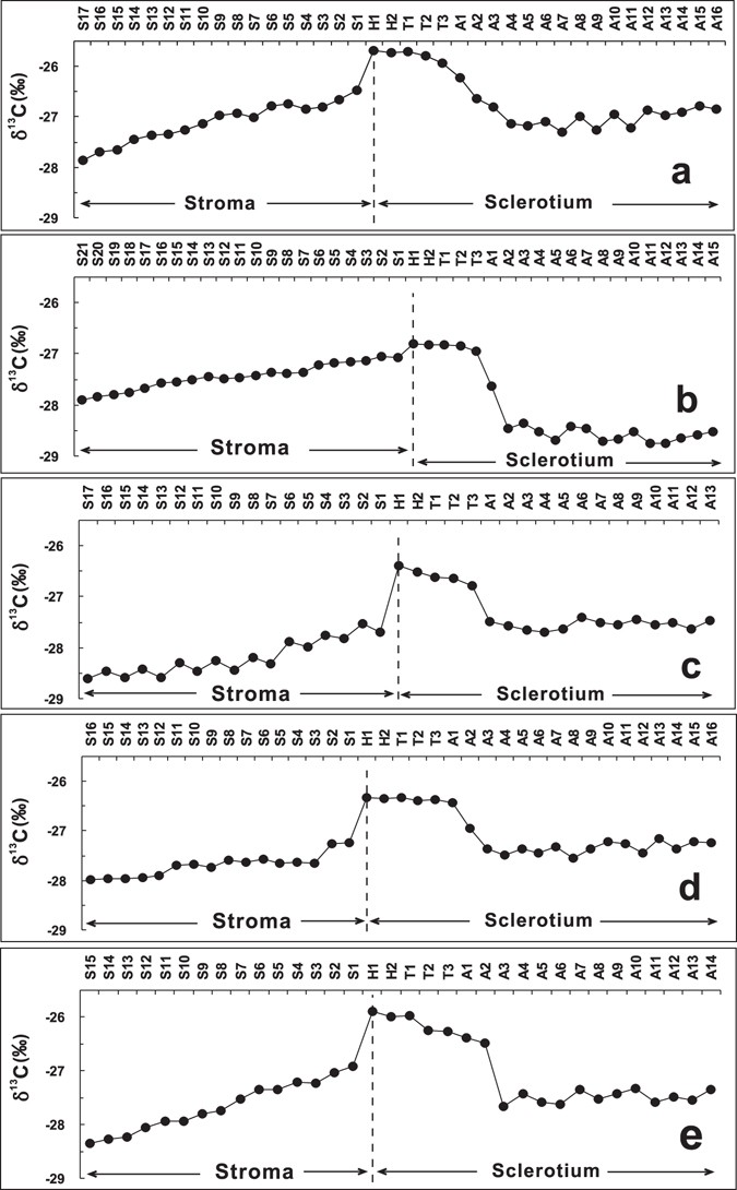 Fungus-larva relation in the formation of Cordyceps sinensis as revealed by  stable carbon isotope analysis | Scientific Reports