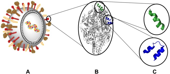 Induction Of High Titred Non Neutralising Antibodies By Self Adjuvanting Peptide Epitopes Derived From The Respiratory Syncytial Virus Fusion Protein Scientific Reports