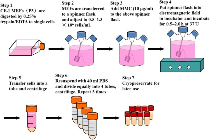 Efficient Feeder Cells Preparation System For Large Scale