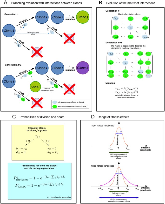 effects yield lower clonal diversity in expanding tumors | Scientific Reports