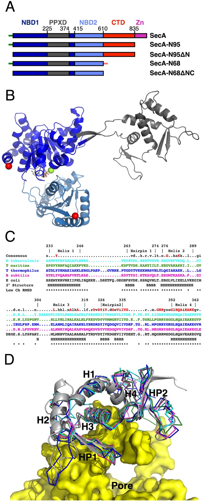 An Alternate Mode Of Oligomerization For E Coli Seca Scientific Reports