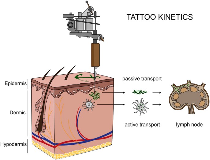 Synchrotron-based ν-XRF mapping and μ-FTIR microscopy enable to look into the fate and effects of tattoo pigments in human skin | Scientific Reports Synchrotron-based ν-XRF mapping and μ-FTIR microscopy enable to look into the fate and effects of tattoo pigments in human skin | Scientific Reports