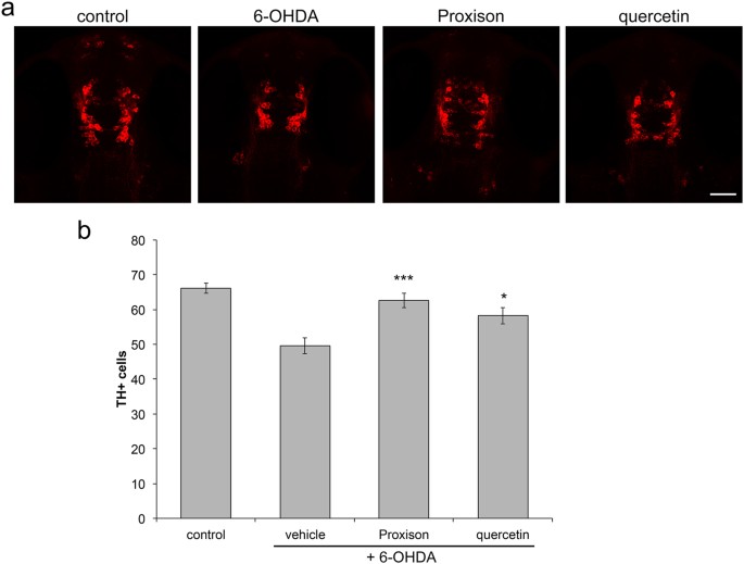 forudsætning lineal Gå igennem A synthetic cell permeable antioxidant protects neurons against acute  oxidative stress | Scientific Reports