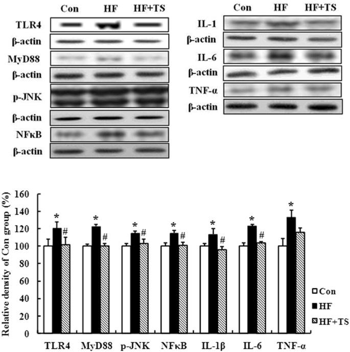 gut flora, Dietary teasaponin ameliorates alteration of gut microbiota and cognitive decline in diet-induced obese mice