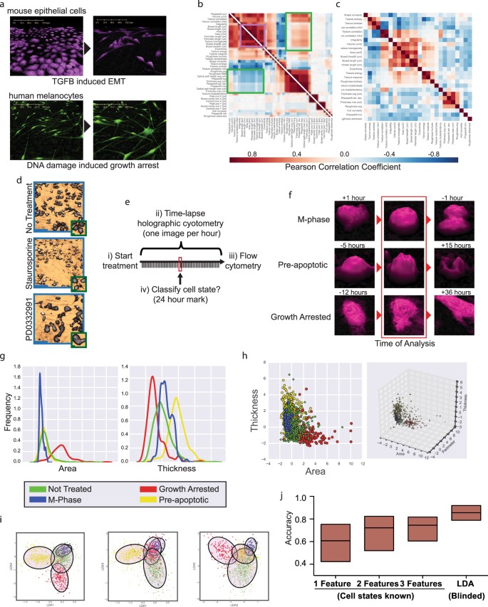 High Accuracy Label Free Classification Of Single Cell Kinetic