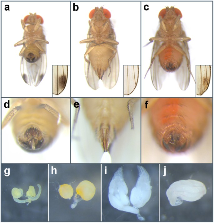 Scientists reverse sex roles in fruit flies