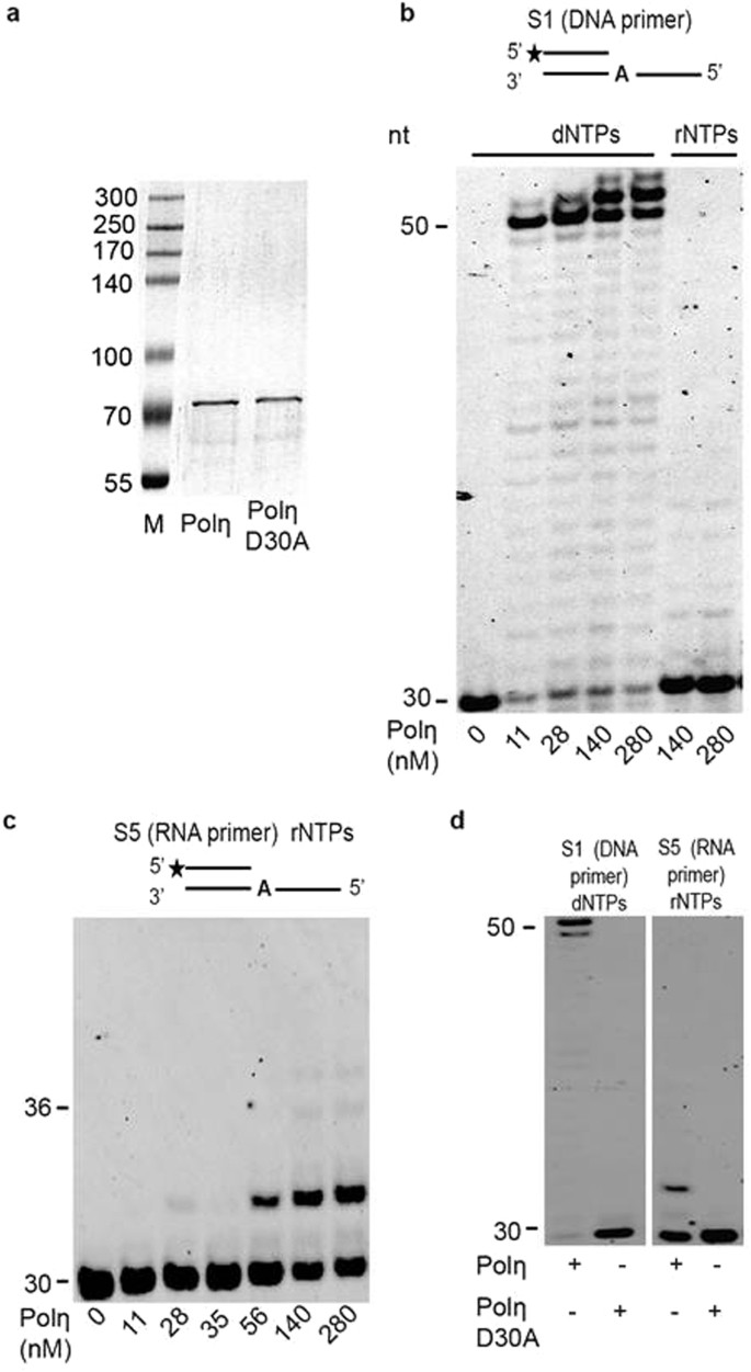 Translesion synthesis DNA polymerase η exhibits a specific RNA extension  activity and a transcription-associated function | Scientific Reports