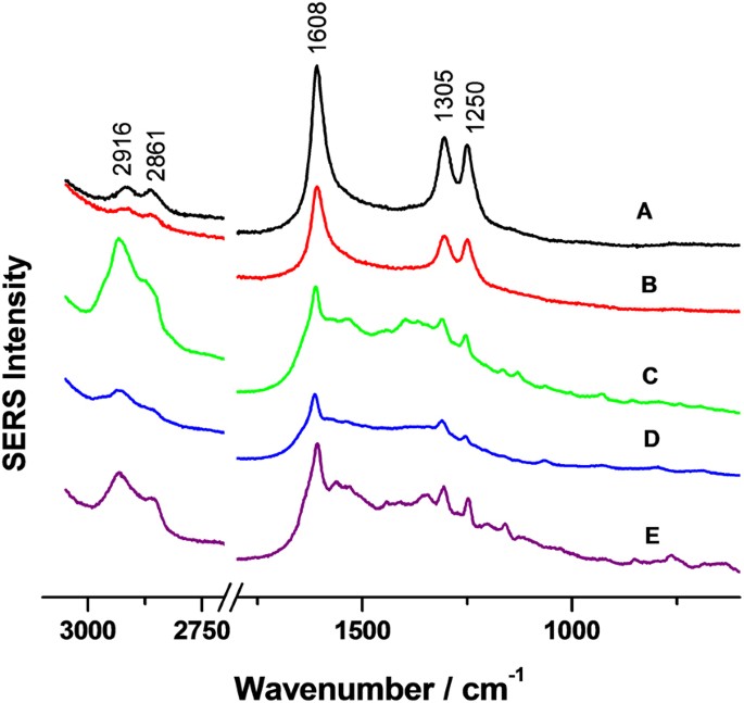 Structure Of Melanins From The Fungi Ochroconis Lascauxensis And Ochroconis Anomala Contaminating Rock Art In The Lascaux Cave Scientific Reports