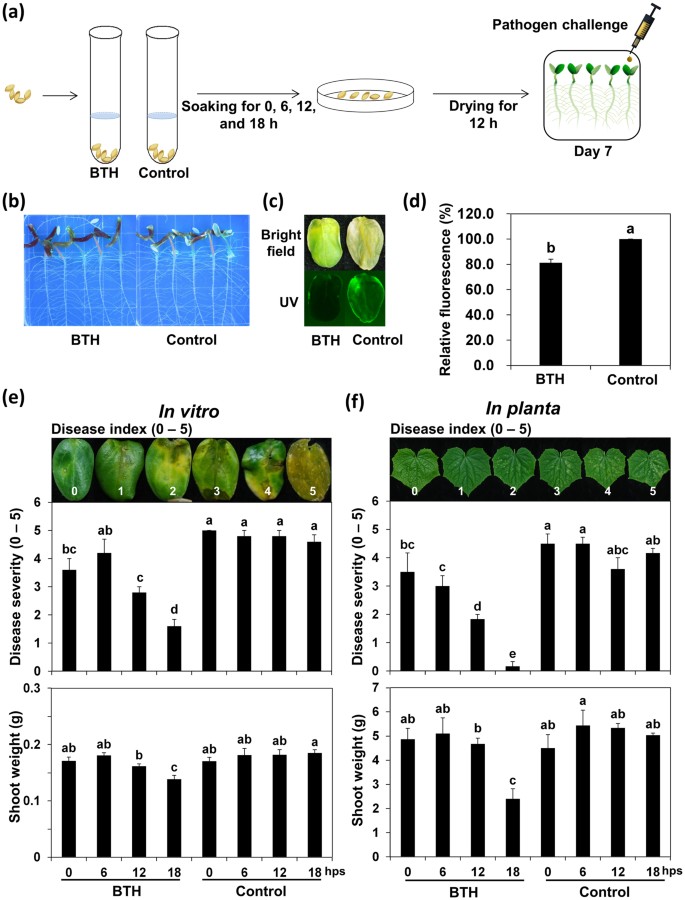 Seed Defense Biopriming With Bacterial Cyclodipeptides Triggers Immunity In Cucumber And Pepper Scientific Reports