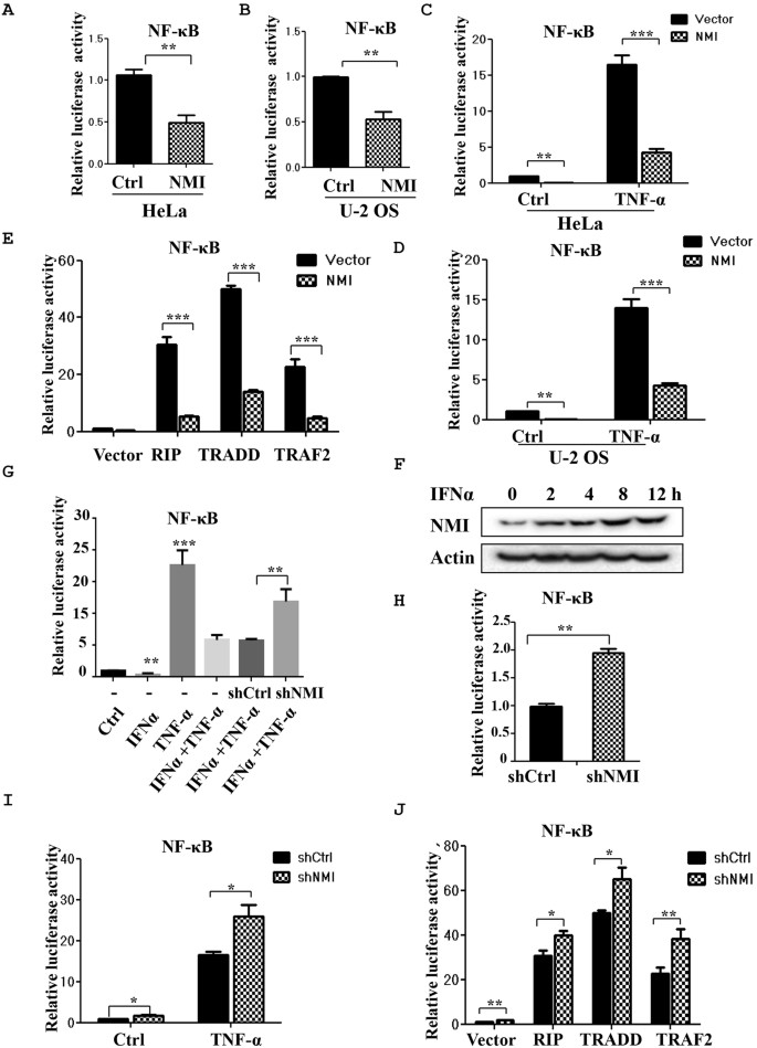 N-Myc-Interacting Protein Negatively Regulates TNF-α-Induced NF-κB  Transcriptional Activity by Sequestering NF-κB/p65 in the Cytoplasm |  Scientific Reports