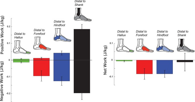 Energy neutral: the human foot and ankle subsections combine to produce  near zero net mechanical work during walking | Scientific Reports