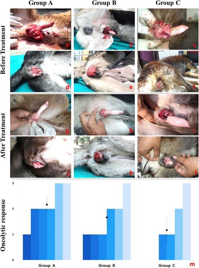 Canine Parvovirus Ns1 Gene And Chicken Anemia Vp3 Gene Induce Partial Oncolysis Of Canine Transmissible Venereal Tumor Scientific Reports