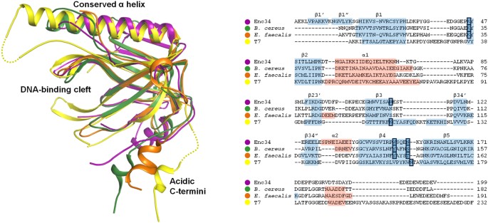 Structural Basis for DNA Recognition of a Single-stranded DNA-binding  Protein from Enterobacter Phage Enc34 | Scientific Reports