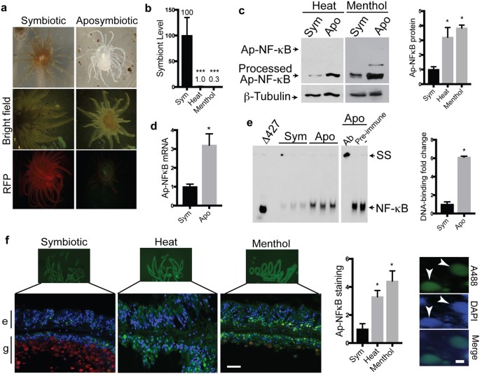 Transcription factor NF-κB is modulated by symbiotic status in a sea  anemone model of cnidarian bleaching | Scientific Reports