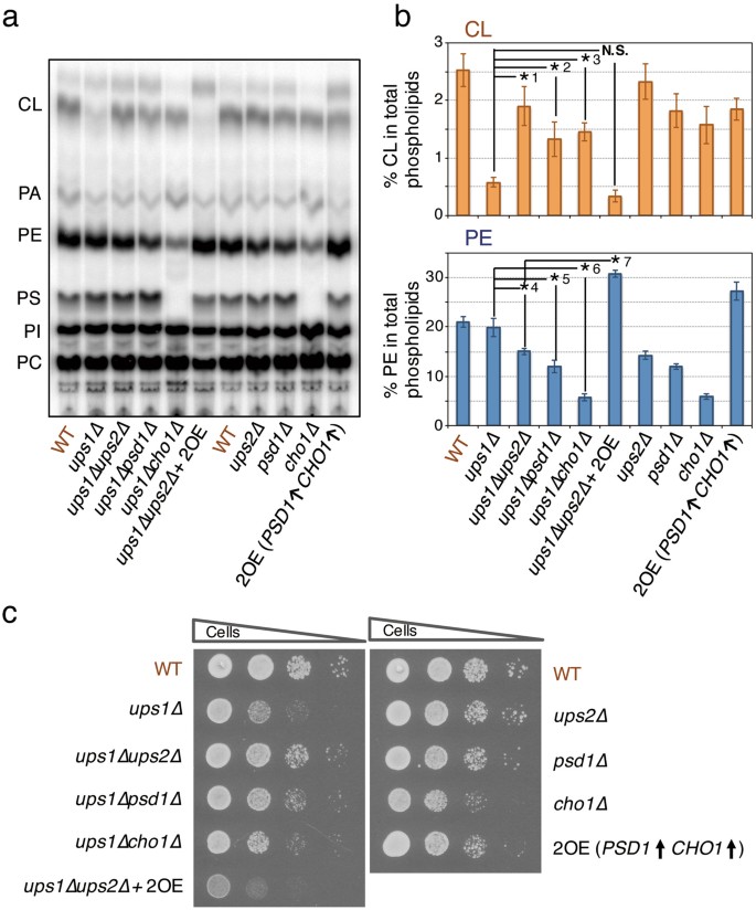 Cooperative Function Of Fmp30 Mdm31 And Mdm32 In Ups1 Independent Cardiolipin Accumulation In The Yeast Saccharomyces Cerevisiae Scientific Reports