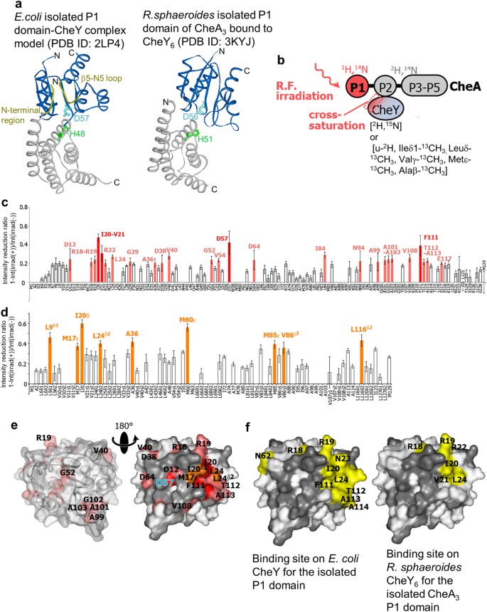 Dynamic Domain Arrangement Of Chea Chey Complex Regulates Bacterial Thermotaxis As Revealed By Nmr Scientific Reports