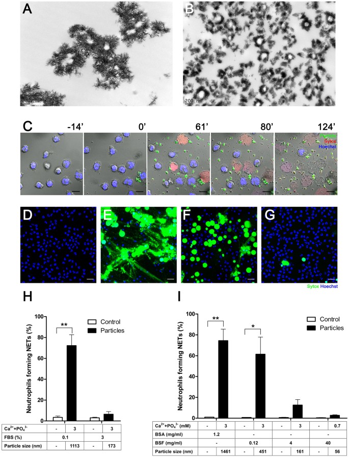 Mineral Particles Stimulate Innate Immunity Through Neutrophil Extracellular Traps Containing Hmgb1 Scientific Reports