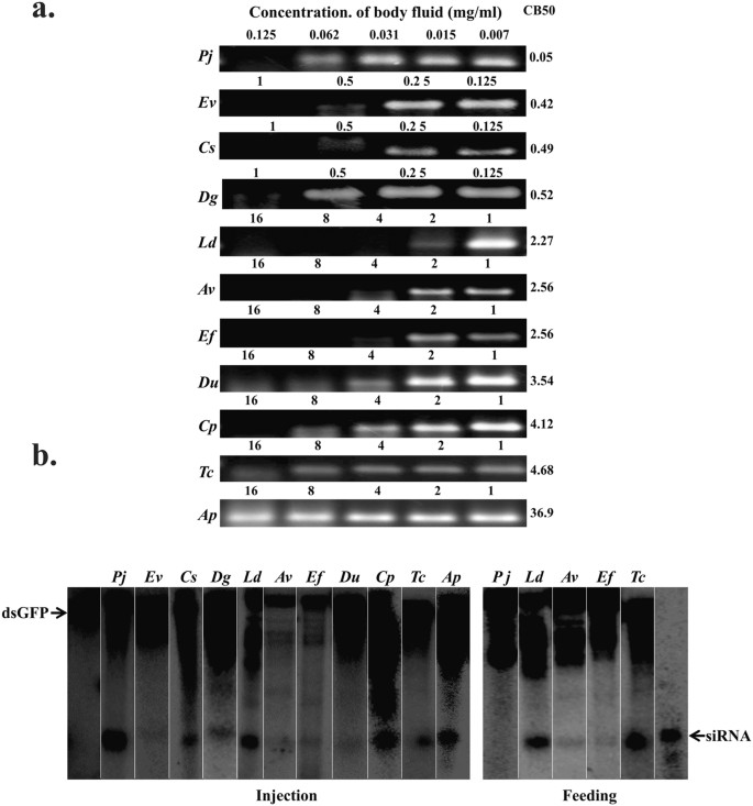 Comparative Analysis Of Double Stranded Rna Degradation And Processing In Insects Scientific Reports Comparative Analysis Of Double Stranded Rna Degradation And Processing In Insects Scientific Reports
