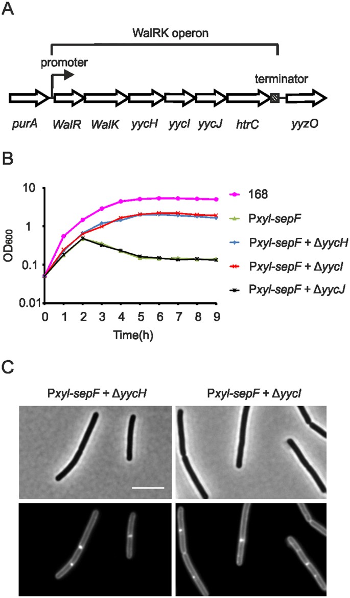 Free Sepf Interferes With Recruitment Of Late Cell Division Proteins Scientific Reports
