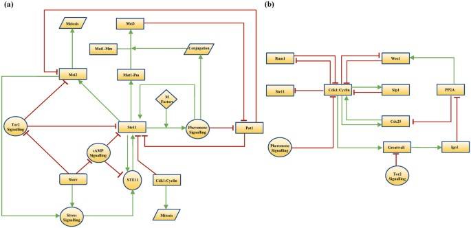 Computational Modelling Of Meiotic Entry And Commitment Scientific Reports Computational Modelling Of Meiotic Entry And Commitment Scientific Reports