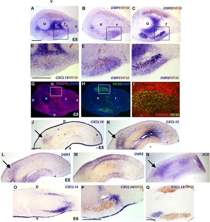 The Chemokines Cxcl12 And Cxcl14 Differentially Regulate Connective Tissue Markers During Limb Development Scientific Reports