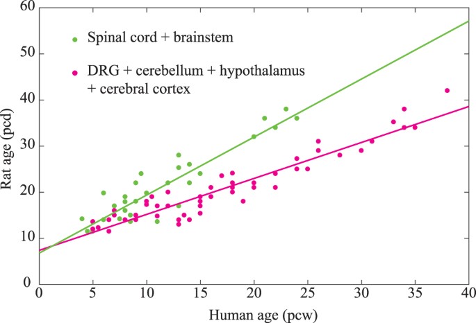 A translational model to determine rodentu0027s age from human foetal 