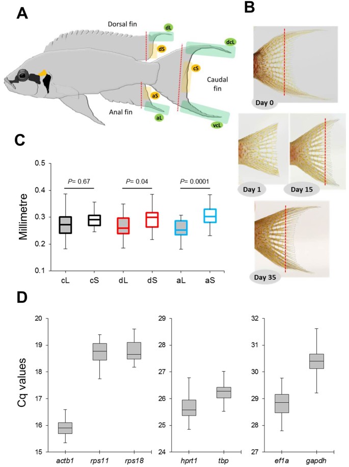 A Gene Expression Study Of Ornamental Fin Shape In Neolamprologus Brichardi An African Cichlid Species Scientific Reports A Gene Expression Study Of Ornamental Fin Shape In Neolamprologus Brichardi An African Cichlid Species Scientific Reports