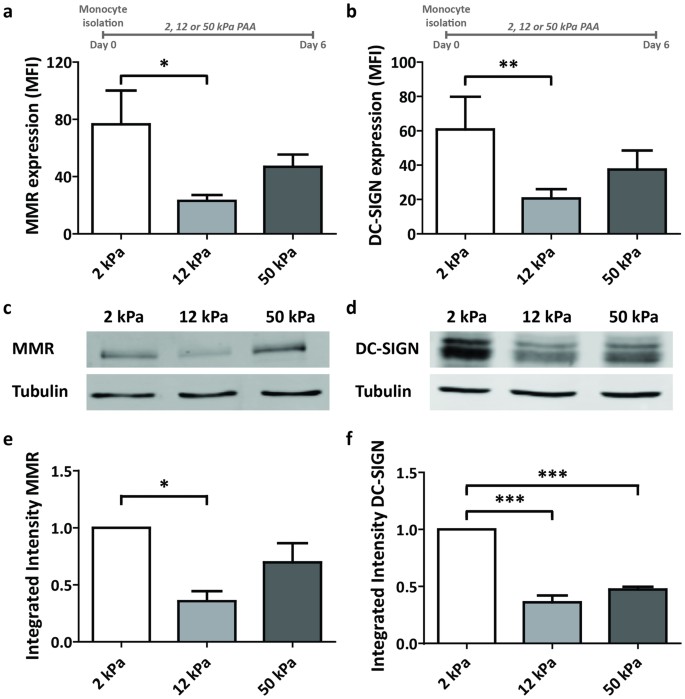 Substrate Stiffness Influences Phenotype And Function Of Human Antigen Presenting Dendritic Cells Scientific Reports