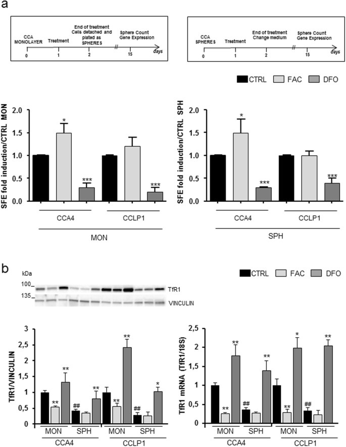 Dysregulation Of Iron Metabolism In Cholangiocarcinoma Stem Like Cells Scientific Reports