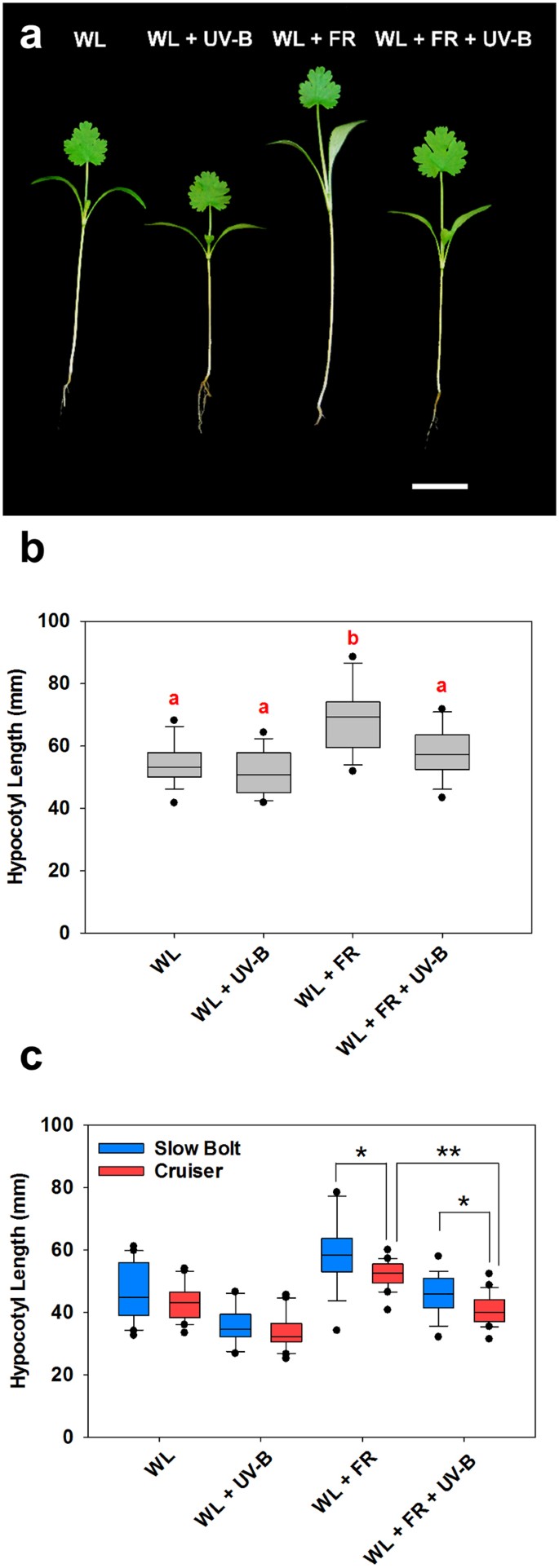 Uv B Antagonises Shade Avoidance And Increases Levels Of The Flavonoid Quercetin In Coriander Coriandrum Sativum Scientific Reports