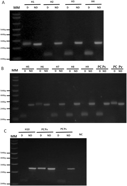 An assay for the identification of Plasmodium simium infection for  diagnosis of zoonotic malaria in the Brazilian Atlantic Forest | Scientific  Reports