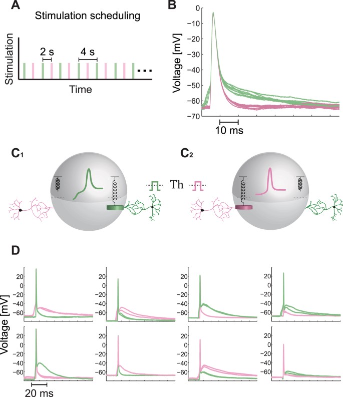 research articles about neurons figure 3