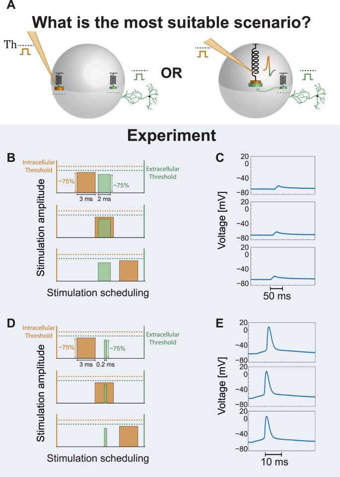 research articles about neurons figure 5